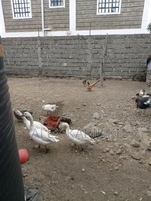 Matured Goose Very Good Healthy Ready for Breeding