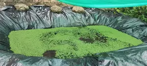Protect Your Azolla Pond With Durable Liners!