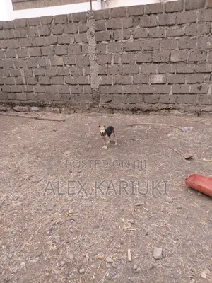 3-6 months Male Mixed Breed Mongrel (No Breed)