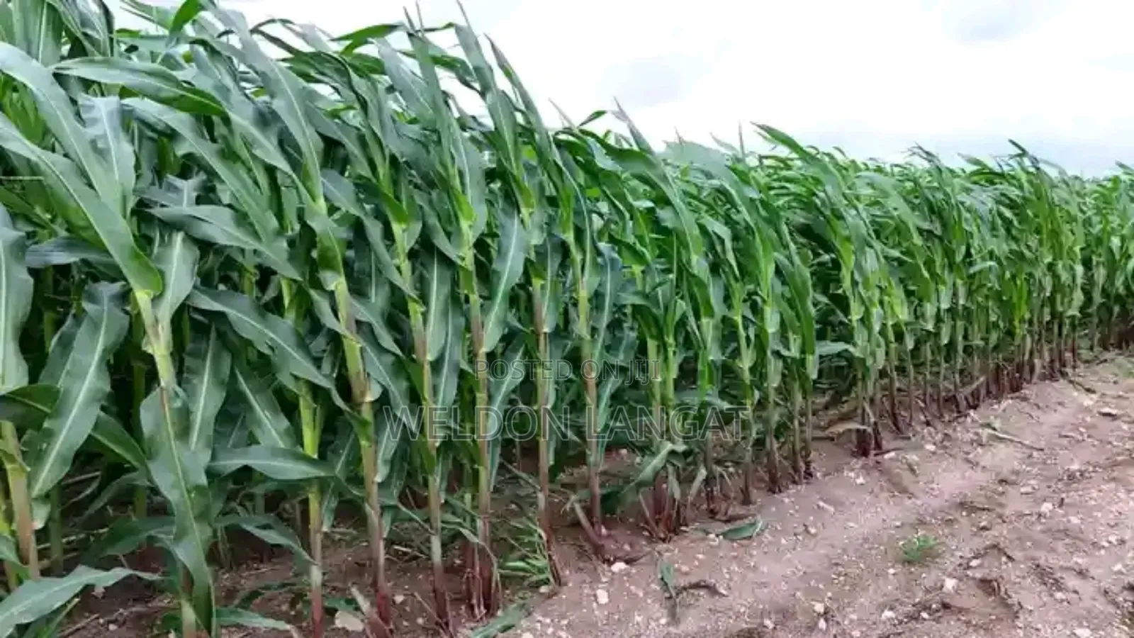 Agriculture