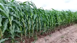 Agriculture