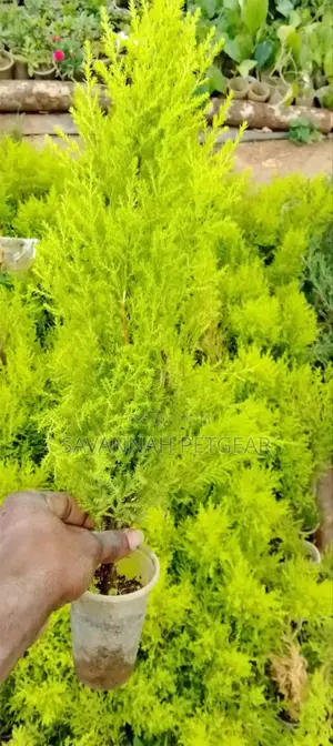 Lemon Cypress, 'Gold Crest' or Monterey Cypress Seedlings
