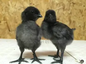 Ayam Cemani Chicken Fertilized Eggs for Hatching Incubation