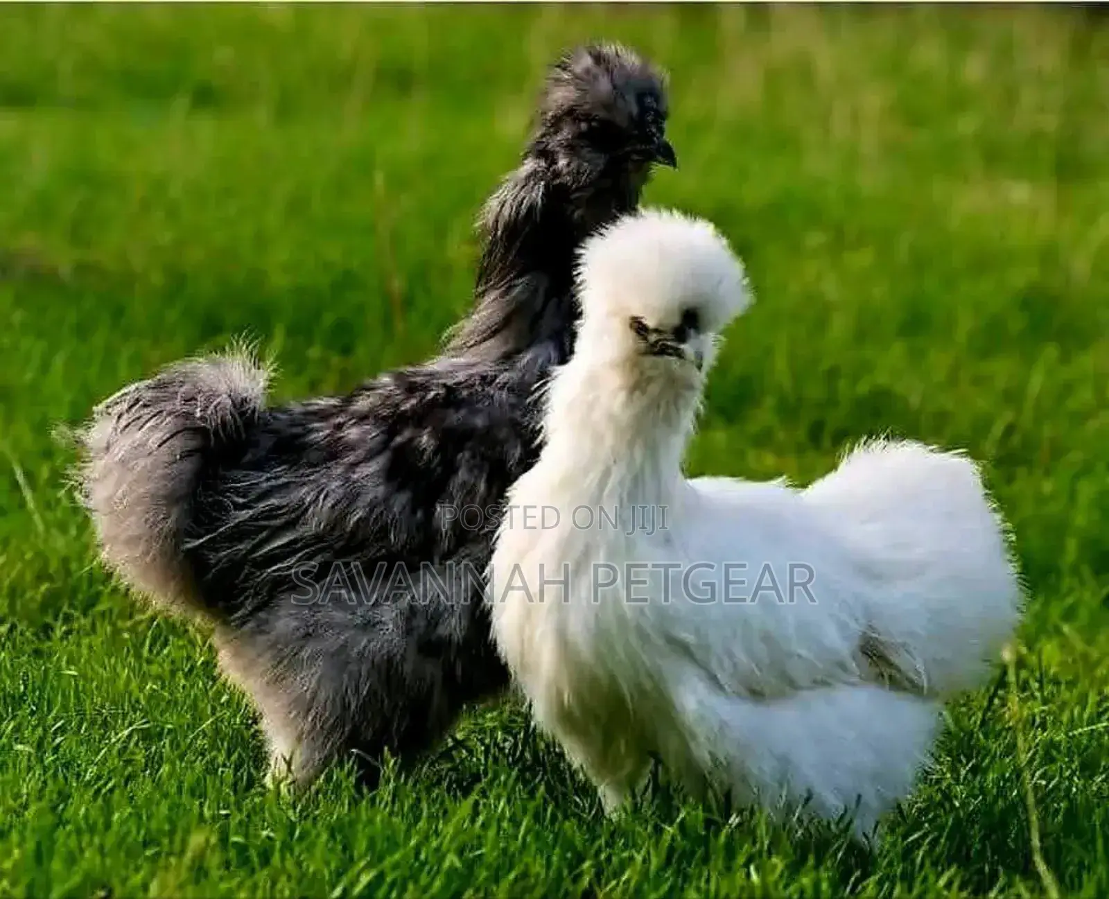 Silkie Chickens Fertilized Eggs for Hatching