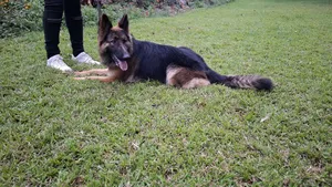 Dog Training Services