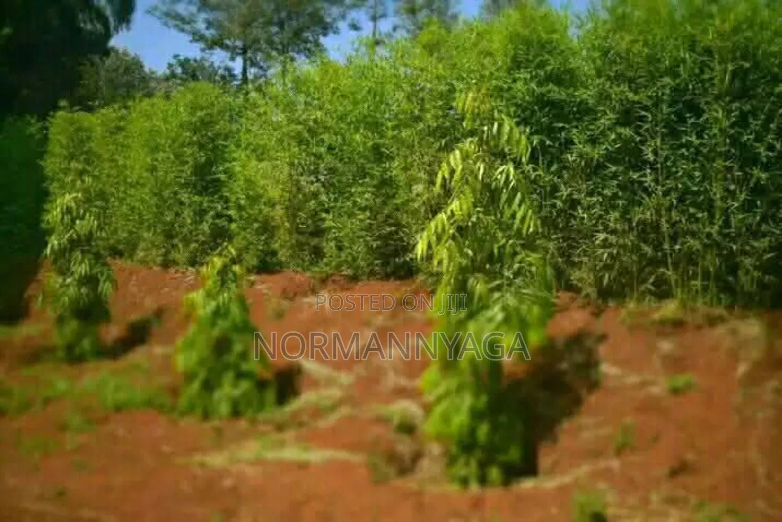 Non Invasive Ornamental Bamboo