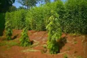 Ornamental Bamboo