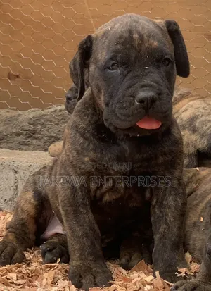 1-3 months Male Purebred Boerboel