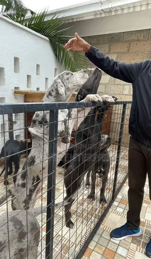 3-6 months Female Purebred Great Dane