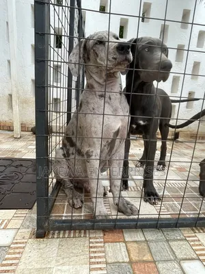 3-6 months Male Purebred Great Dane