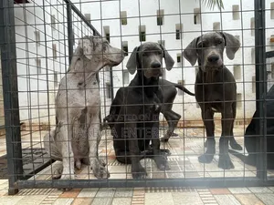 3-6 months Female Purebred Great Dane