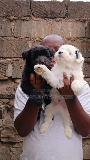 1-3 months Male Purebred Havanese