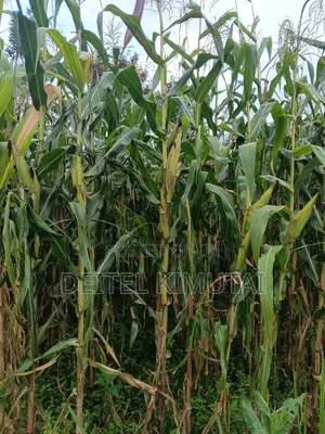 0.7acre Land on Sale