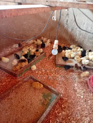 Day Old Chicks on Sale