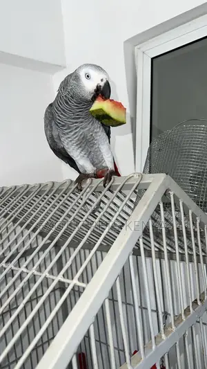 Large Imported Parrot Cage