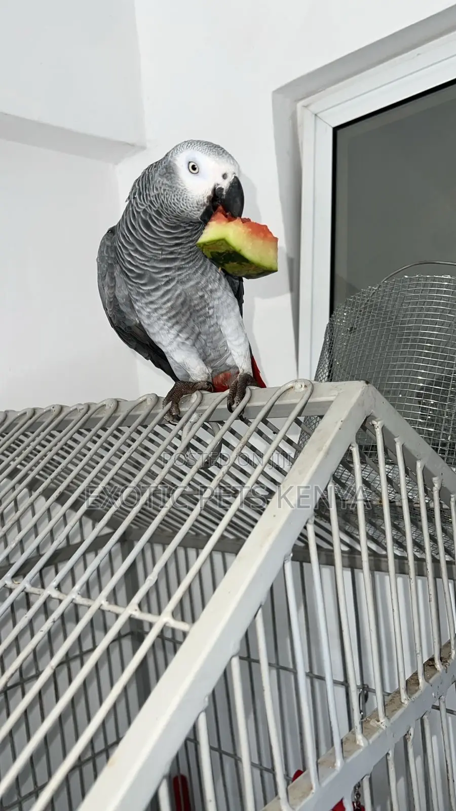 Large Imported Parrot Cage