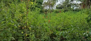 1⁄4 Land in Olepolos Vet for Sale.
