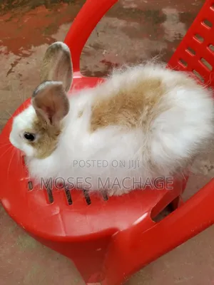 Hybrid Rabbits Available