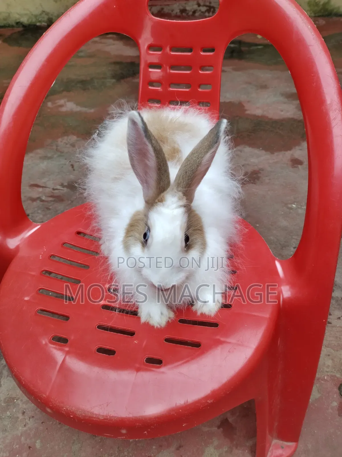 Hybrid Rabbits Available