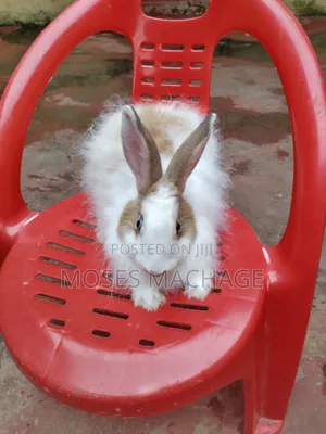 Hybrid Rabbits Available