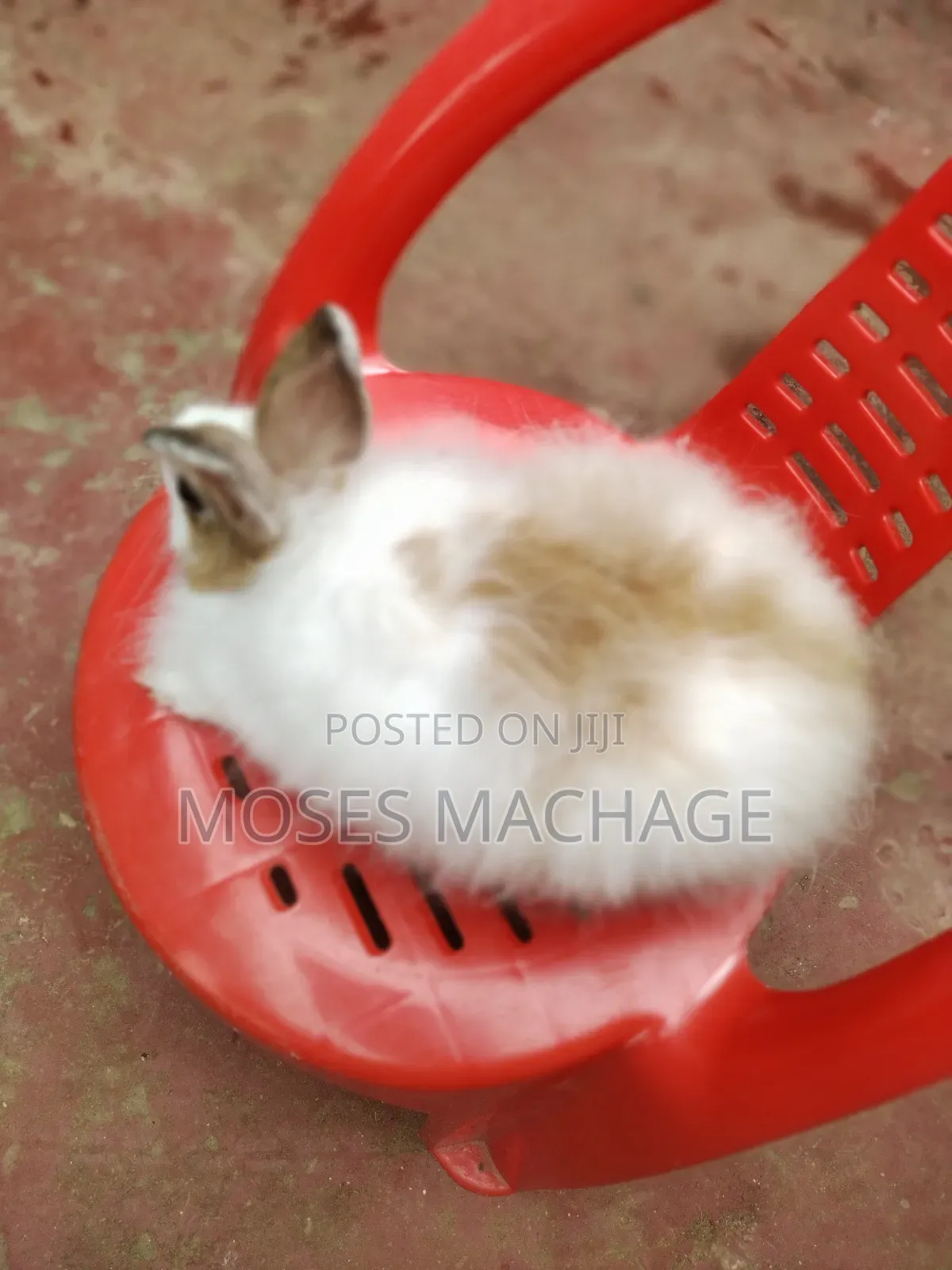 Hybrid Rabbits Available