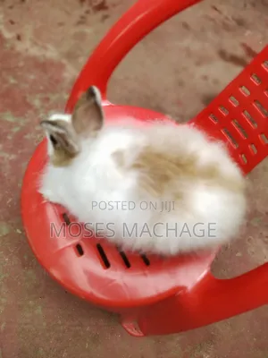 Hybrid Rabbits Available