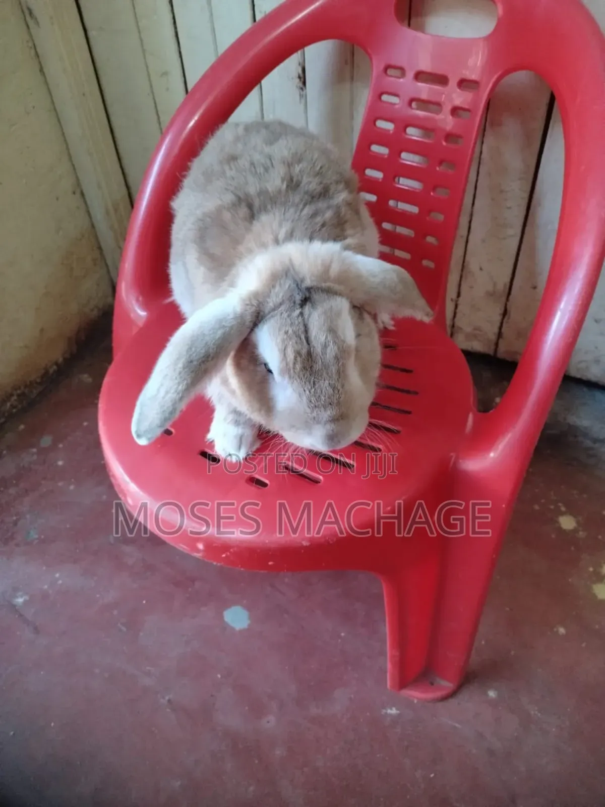 Hybrid Rabbits Available