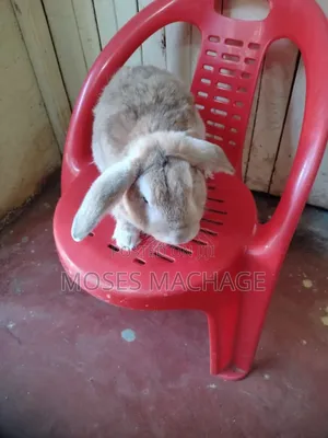 Hybrid Rabbits Available