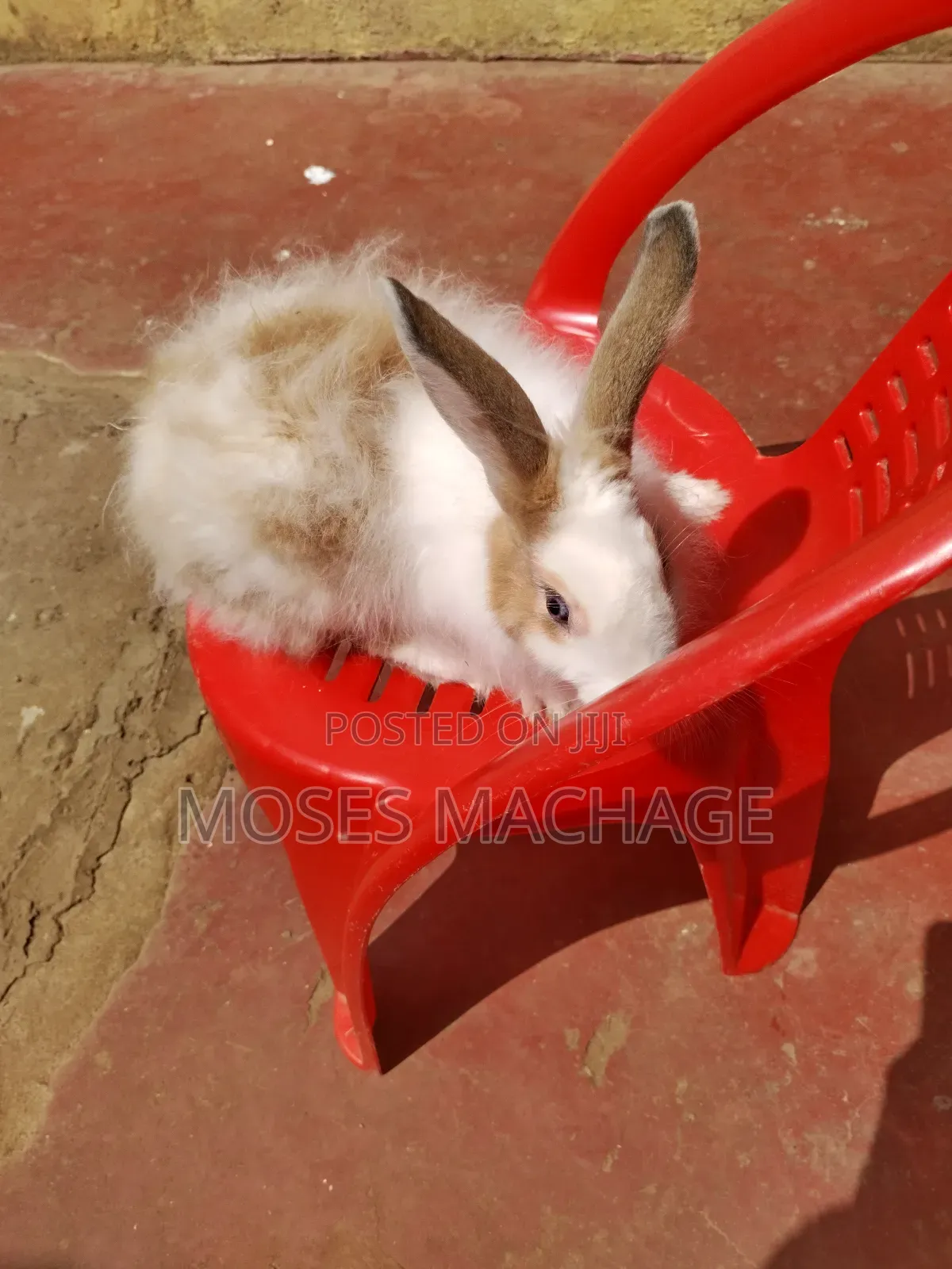 Hybrid Rabbits Available