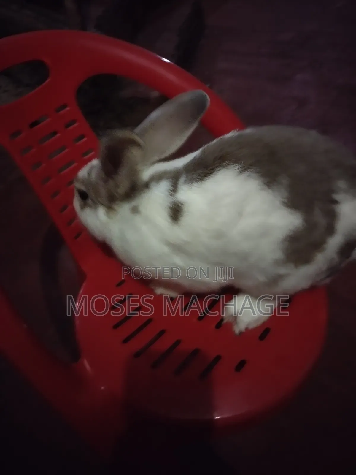 Hybrid Rabbits Available