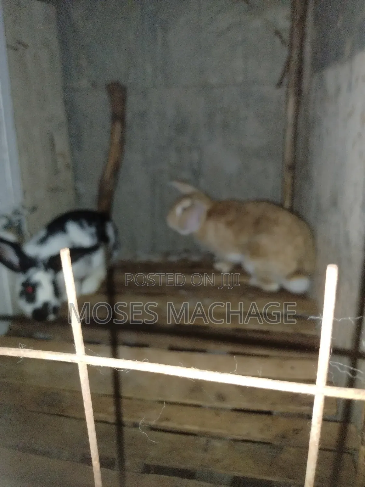 Hybrid Rabbits Available