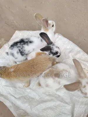 Healthy Hybrid Rabbits From 2-3months
