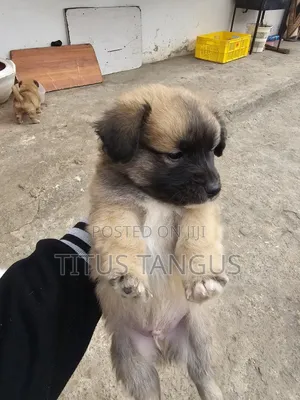 1-3 months Male Mixed Breed Chihuahua