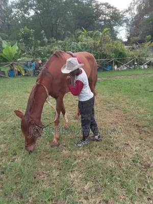 Horse Riding