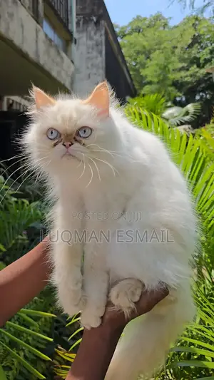 1-3 months Female Purebred Persian