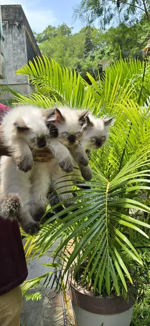 1-3 months Male Purebred Ragdoll