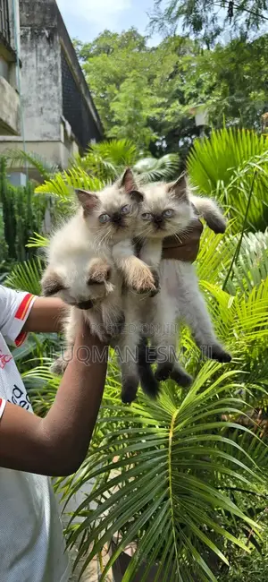 1-3 months Male Purebred Ragdoll