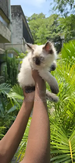 1-3 months Female Purebred Himalayan