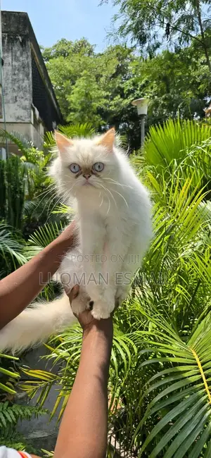 3-6 months Male Purebred Persian