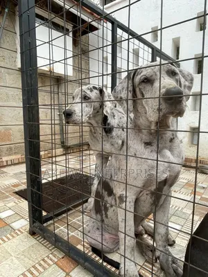 3-6 months Male Purebred Great Dane