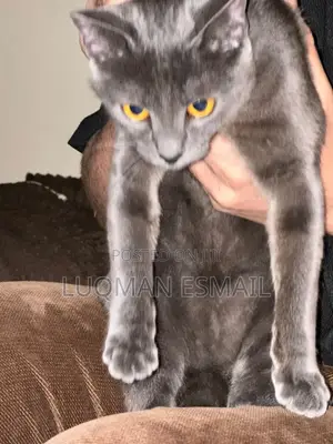6-12 months Female Purebred Russian Blue