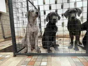 3-6 months Male Purebred Great Dane