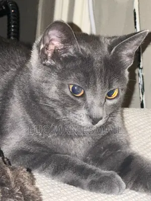 6-12 months Male Purebred Russian Blue