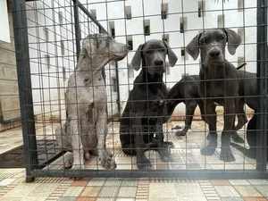 3-6 months Female Purebred Great Dane