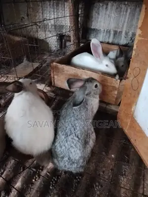American Chinchilla and New Zealand White - 31⁄2 Months Old Pair