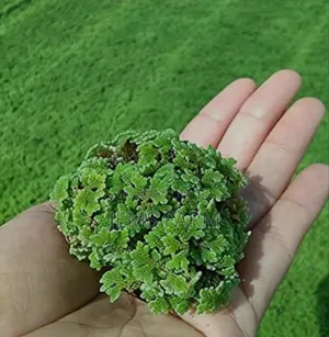 Azolla Seeds for Planting-1kg