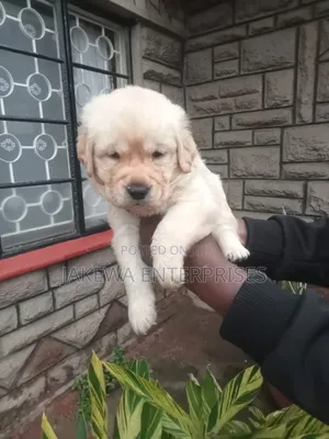 1-3 months Male Purebred Labrador Retriever