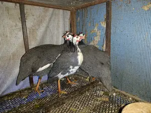 Mature Guinea Fowls for Meat or Breeding - Males and Females