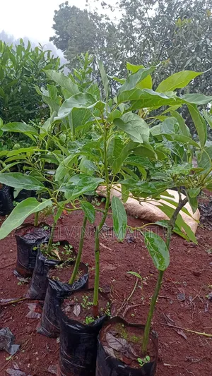 Well Hardened 1 Year Old Hass Avocado Seedlings