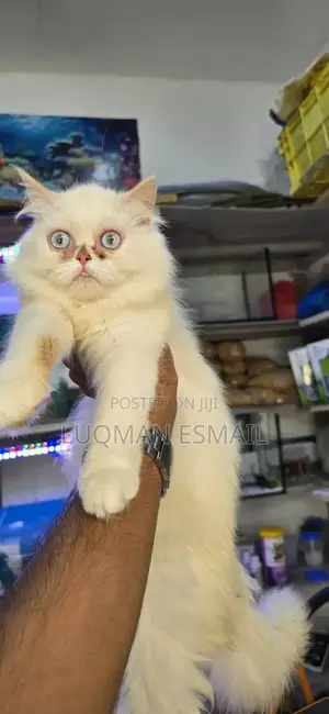 3-6 months Female Purebred Persian